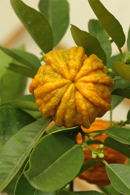 Bitter Orange Leaf Oil or Extract - Phyt's USA